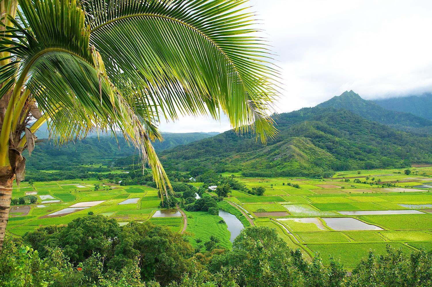 Waipouli Beach Resort Penthouse Beautiful Oceanview Aloha! Ac Pool Kapa'a Exterior foto
